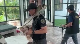Frenchman arrested for flaunting illegal pet monkeys on social media