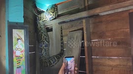 Snake catchers break cafe's ceiling to extract large snake that ate cat