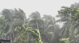 Super Typhoon Man-yi shakes trees in the Philippines