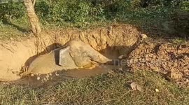 Rescue team dig out elephant calf stuck in muddy pit in eastern India