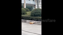 Cat caught doing sit-ups on road in China