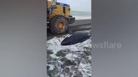 Stranded killer whale is rescued with excavator from snowy beach in Russia