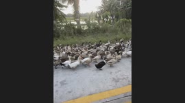 Duck army invades road and holds up traffic