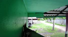 Curious green snake checks out CCTV camera