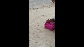 Dozens of baby turtles released into the sea