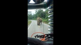 Wild elephant rummage through truck to steal freshly harvested corn