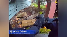 Pig leads officers on a chase around Tacoma