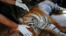 Endangered Sumatran Tiger rescued after human-wildlife conflict in Indonesia