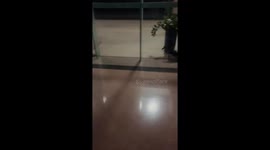 Cat bumps into glass while trying to exit in Guangdong Province