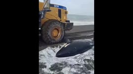 Killer whale rescued after washing ashore in Kamchatka, Russia