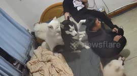 Dog massages owner in Liaoning, China