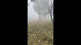 Horse kicks owner in Langfang, Hebei, China