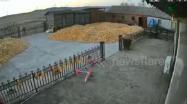 Wild tiger injures villager in northeast China