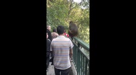 Wild monkey bites tourist's head in China