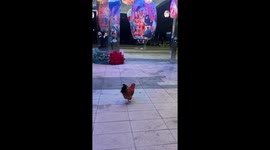 Police try to catch lost chicken in city