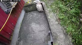 Pet tortoise always tries to escape from enclosure