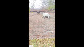 Agile goat climbs wall to reach fresh leaves