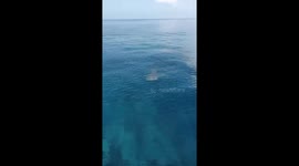Friendly baby whale shark delights divers as it swims near boat