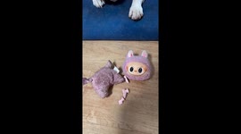 Pet French bulldog looks guilty after breaking owner's Labubu doll