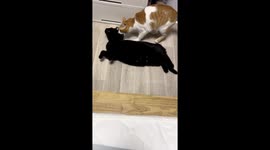 Pet cat is mean to other moggies but caring with baby