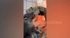 Zookeeper uses toy snake to teach rare brown hyena cub hunting skills after its mother died