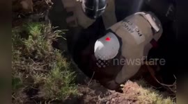 Stranded cow rescued from hydrant pit in Russia