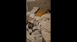 Dog and pigeon playfully interact in Mar del Plata