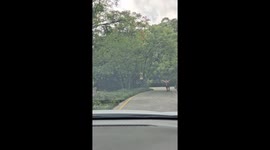 Watusi cow with huge horns causes panic on Indonesian road
