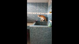 Cat falls into pool while chasing butterfly in Ortega, Colombia