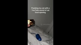 Pranking cat Molly with food sound in Kelowna, Canada