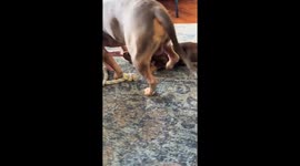 Puppy bites dog's gonads during play in Shanxi, China