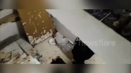 Spain: Over 50 Cats Rescued From Horrific Conditions in Madrid Animal Shelter Raid