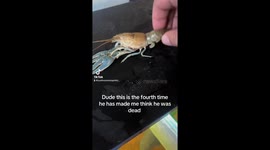 Exclusive-Crawfish keeps owner guessing in molting madness