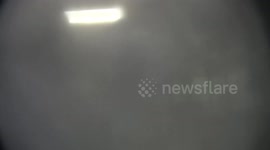 US: Undercover Investigation Exposes Cruelty at SeaQuest Locations