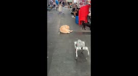 Robot dog interacts with Labrador Retriever mix on the street
