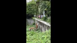 Zoo visitor leans into enclosure to feed hyenas