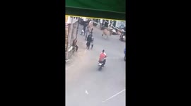 Stray cow charges at father and son in India