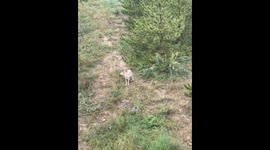 Skilled hunter attracts pack of wolves with his ability to mimic their calls