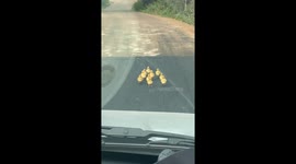 Herd of baby ducks block road