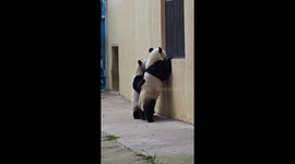Twin sister pandas watch Nanny prepare snacks through the window