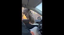 Cheeky zebras reach into car for food