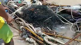 Lifeguard frees sea turtle tangled in ocean debris