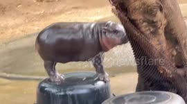 Moo Deng uses upturned basin as lookout point in enclosure