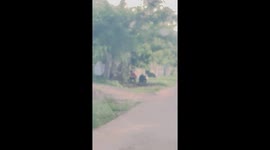 Hero passerby removes snake lurking in bushes