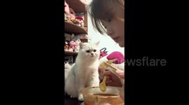 Cat gently taps owner's hand and mimics her eating in attempt to get food