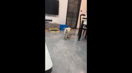 Dog plays with crate in Zhejiang, China