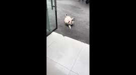 Chubby dog wakes up after being tapped in Chongqing, China