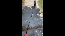 Dog runs away after leash dropped in Buenos Aires