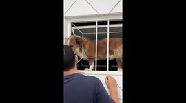 Dog rescued after getting stuck outside window grill in Brazil
