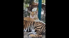Golden tiger cub rests adorably on another tiger in Thailand